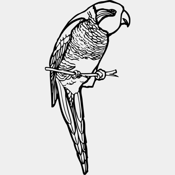 BIRD013 Thumbnail